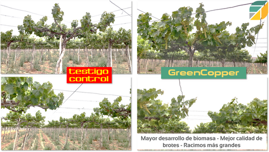 Mejora de °Brix y Rendimiento - Vid - CAPEL 2022