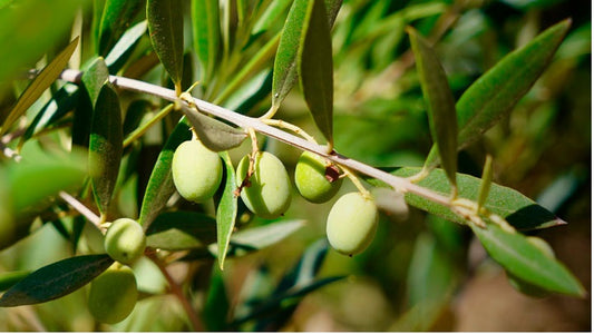 Investigadoras prueban biofertilizante para disminuir los efectos del añerismo en olivos