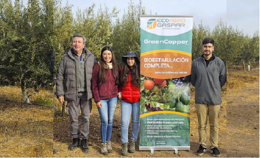 Ensayo con Universidad de La Serena: Olivo 2023-2025