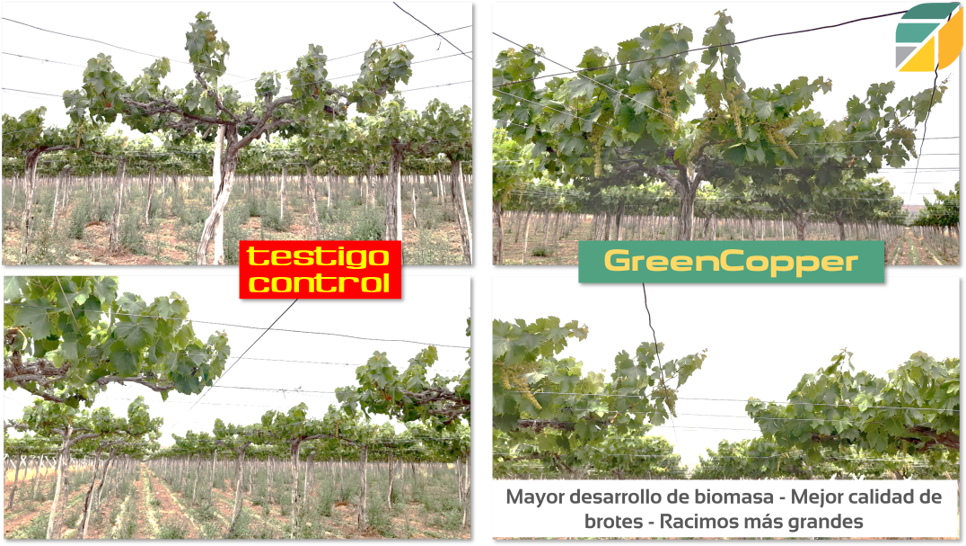 Mejora de °Brix y Rendimiento - Vid - CAPEL 2022