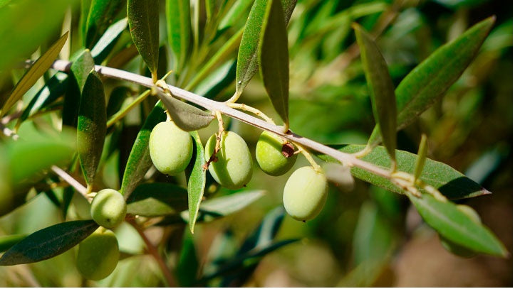 Investigadoras prueban biofertilizante para disminuir los efectos del añerismo en olivos